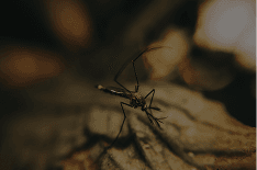 Malaria